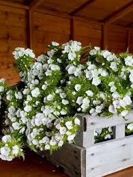 Attēlu rezultāti vaicājumam “Dianthus barbatus flower”
