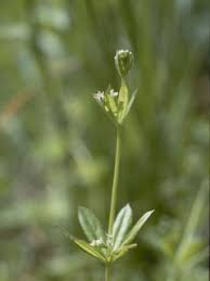 Attēlu rezultāti vaicājumam “Galium triflorum fruit”