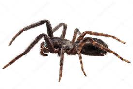 Attēlu rezultāti vaicājumam “Tegenaria sp.”