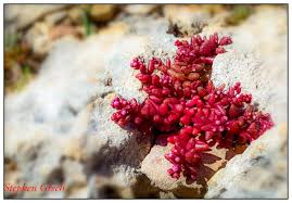 Attēlu rezultāti vaicājumam “Sedum album flower”