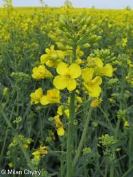 Attēlu rezultāti vaicājumam “Brassica napus”
