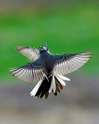 Attēlu rezultāti vaicājumam “Motacillidae”