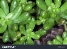 Attēlu rezultāti vaicājumam “Crassulaceae”