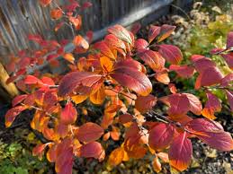 Attēlu rezultāti vaicājumam “Aronia melanocarpa leaf”