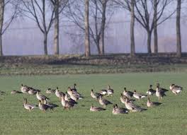 Attēlu rezultāti vaicājumam “Anser serrirostris”