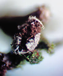 Attēlu rezultāti vaicājumam “Badhamiopsis macrospora macro”