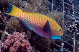 Image result for Chlorurus gibbus