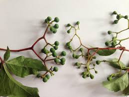 Attēlu rezultāti vaicājumam “Parthenocissus quinquefolia fruit”