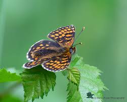 Attēlu rezultāti vaicājumam “Mellicta athalia underside”