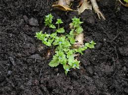 Attēlu rezultāti vaicājumam “Veronica arvensis leaf”