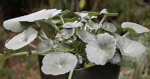 Attēlu rezultāti vaicājumam “Viola rupestris bud”