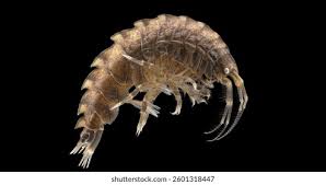 Attēlu rezultāti vaicājumam “Talitrus saltator”