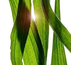 Attēlu rezultāti vaicājumam “Plantago lanceolata leaf”