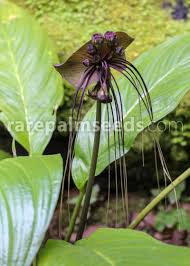 Image result for Tacca chantrieri