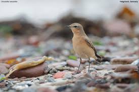 Attēlu rezultāti vaicājumam “Oenanthe oenanthe male”
