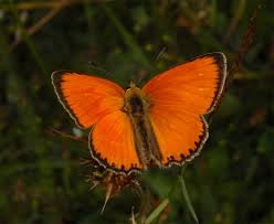 Attēlu rezultāti vaicājumam “Lycaeniinae”