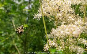 Attēlu rezultāti vaicājumam “Pachyta quadrimaculata”