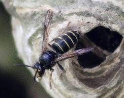 Attēlu rezultāti vaicājumam “Dolichovespula media”