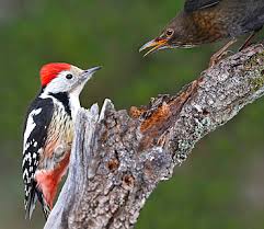 Attēlu rezultāti vaicājumam “Dendrocopos medius adult”