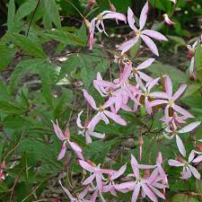 Attēlu rezultāti vaicājumam “Gillenia trifoliata flower”