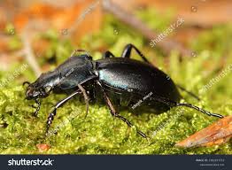 Attēlu rezultāti vaicājumam “Carabus violaceus”