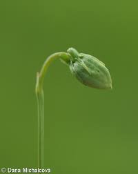 Attēlu rezultāti vaicājumam “Viola canina fruit”