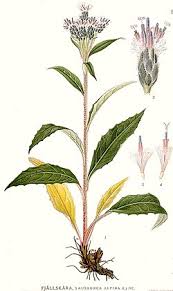 Attēlu rezultāti vaicājumam “Saussurea esthonica leaf”