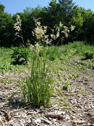 Attēlu rezultāti vaicājumam “Luzula luzuloides”