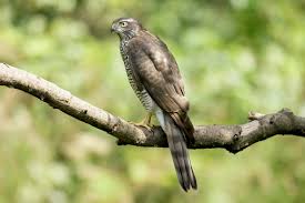 Attēlu rezultāti vaicājumam “Accipiter nisus female”