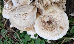 Attēlu rezultāti vaicājumam “Lentinus suavissimus”