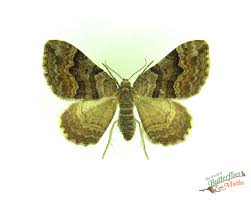 Attēlu rezultāti vaicājumam “Xanthorhoe quadrifasiata”