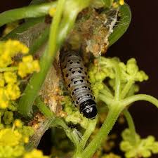 Attēlu rezultāti vaicājumam “Depressaria olerella imago”