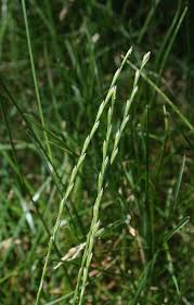 Attēlu rezultāti vaicājumam “Lolium perenne”