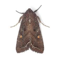 Attēlu rezultāti vaicājumam “Lacanobia oleracea”