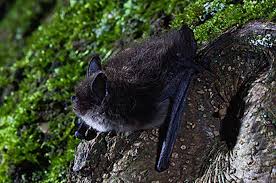 Attēlu rezultāti vaicājumam “Myotis brandtii”
