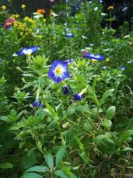Image result for Convolvulus tricolor