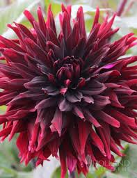 Image result for Dahlia x pinnata `Decorative Giants`