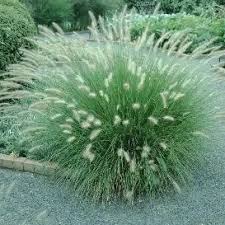 Attēlu rezultāti vaicājumam “Gramineae”