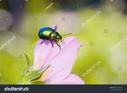 Attēlu rezultāti vaicājumam “Linaeidea aenea”