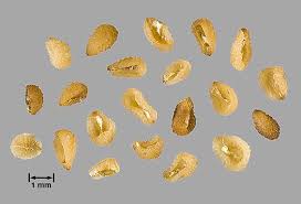 Attēlu rezultāti vaicājumam “Veronica persica fruit”