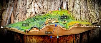 Attēlu rezultāti vaicājumam “Phellinus”