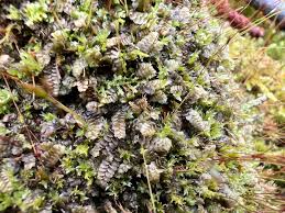 Attēlu rezultāti vaicājumam “Calypogeia integristipula”