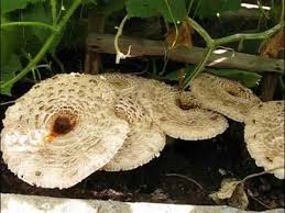 Attēlu rezultāti vaicājumam “Macrolepiota rhacodes var. bohemica”