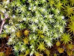 Attēlu rezultāti vaicājumam “Racomitrium canescens”