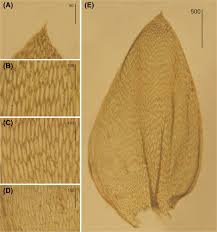 Attēlu rezultāti vaicājumam “Plagiothecium nemorale”