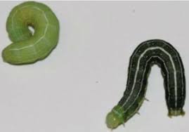 Attēlu rezultāti vaicājumam “Orthosia sp. larva”