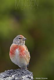 Attēlu rezultāti vaicājumam “Carduelis cannabina adult”