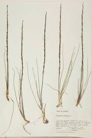 Attēlu rezultāti vaicājumam “Juncaginaceae”