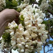 Attēlu rezultāti vaicājumam “Robinia pseudoacacia flower”