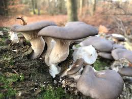 Attēlu rezultāti vaicājumam “Pleurotus ostreatus”